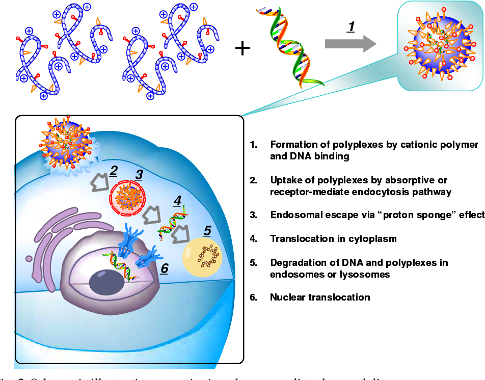 Transfection